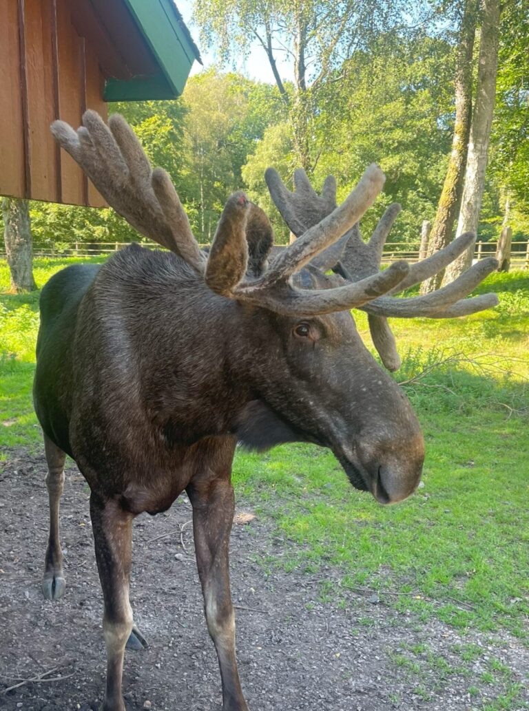 Wo ist der Elch?