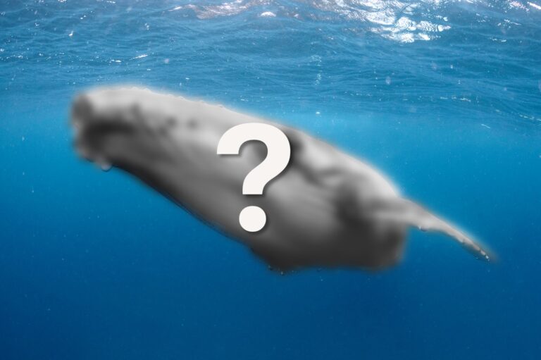 Vom größten Lebewesen der Welt lernen!