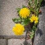 Resilienztraining - Präventionskurs (Wochenende)